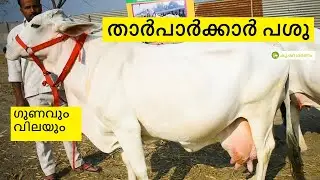 താർപാർക്കാർ പശു - വിലയും ഗുണവും- Tharparkkar cow