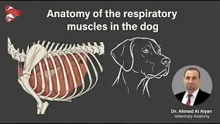 Dissection of the Canine Respiratory Muscles - Anatom&iacute;a Veterinaria