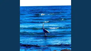 Waltz of the Gleaming Sea
