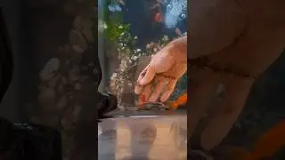 Animal feeding day #isopods #fish #nature