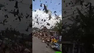 Melepaskan Ribuan Burung Merpati
