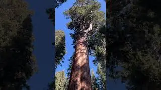 General Sherman! Biggest tree in the world!! #sequoianationalpark
