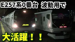 【E257系0番台 波動用で大活躍！】