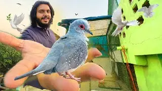 Diamond Dove দের জন্য বড় খাচা বানিয়েছি ।🕊❤️