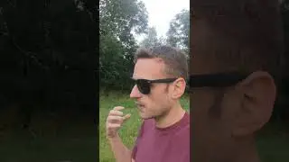 Do Cougars Make Good Pets?
