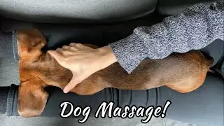Giving mini dachshund a dog massage (super relaxing and cute!)