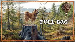 Finnish Spitz on a Successful Grouse Hunt