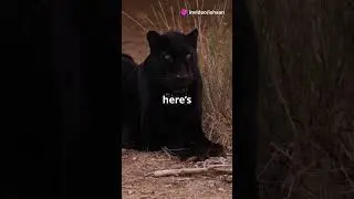 Panther:The Rarest Cat on Earth