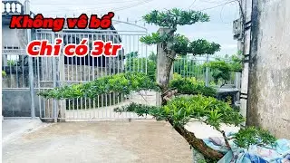 Pine tree without toppings | Price only 3 million