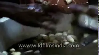 Extracting raw silk from cocoon of silk worm