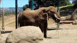 Rides (and Animals) at the Oakland Zoo - Oakland, California