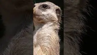 Curious Meerkat: A Moment of Serenity
