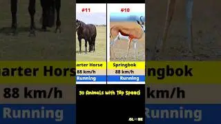 30 Animals with Top Speed #statsglobe #education #amazinganimals #amazing #amazingfacts #facts #gk