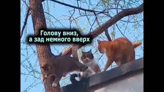 Приключения котов на дереве