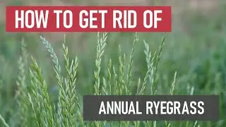 How to Get Rid of Annual Ryegrass [Weed Management]