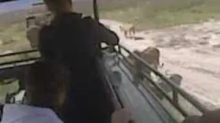 Lion vs Jeep