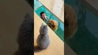 😂🐾🐟9999 IQ Cat vs Dog&hellip; Watch the epic showdown #funny #pets #animals