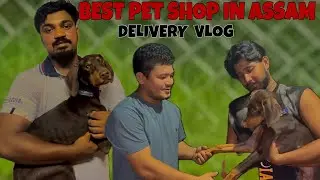 BEST PET SHOP GUWAHATI 😱 | Wholesale dog market Assam | Doberman puppy | Cheapest Dog market  Assam 