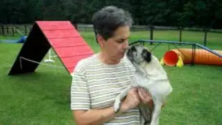 Daisy the Agility Pug Best Trained