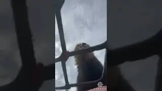 Lions Climb Over Cage with Humans Inside