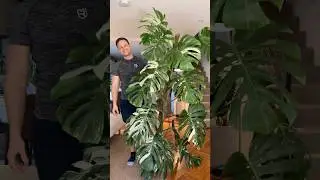 You think shaking plants is easy?! I&rsquo;ve been training for years&hellip; #monsteradeliciosavariegata