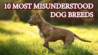 10 Most Misunderstood Dog Breeds