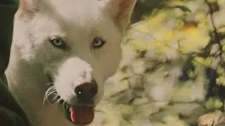Amazing Wolf in the Wild 🐾 | Wildlife Video