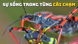 Xúc Giác Trong Thế Giới Động Vật | Khám Phá Thế Giới Động Vật Hoang Dã