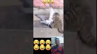 Please always be watchful of your pets 🙏🏼😂😂😂