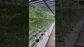 Brutes Roots Grow Tour: Advanced LED Lighting & Remote Power by TSRgrow #shorts