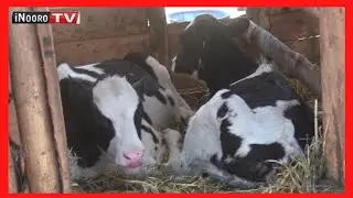 Uriithia wa ng'ombe cia iria, Cool Blue-Nyandarua; #MugamboWaMurimi PART 3