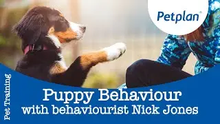 Dog Behaviour Training - Petplan