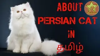 ABOUT PERSIAN CAT ||TAMIL||ALL STAR PETS