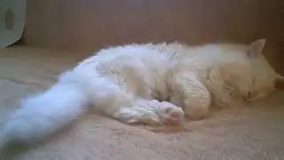 Old Heavy Metal Fan