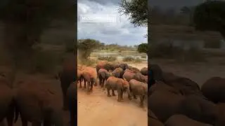 Rescued Elephants[Sheldrick Wildlife Trust] Elephant Adoption Conservation [orphans elephants]Shorts