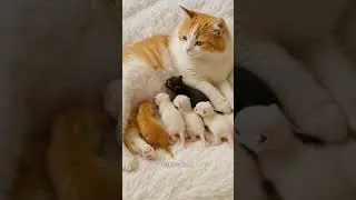 Cat is nursing newborn kittens #fypage #fyp #cutekitten #cutecat #cutepet #kitten #viral #fypシ゚viral
