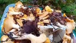 ПОХОД В ЛЁС СОБИРАЮ ГРИБЫ ЛИСИЧКИ!