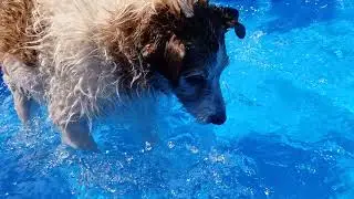 Shelby the Jack Russell Playing in the Pool