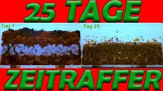 Kompostwürmer VS Österreich | 25 Tage Zeitraffer / Timelapse | Alpenwurm.at