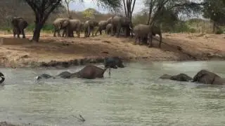 Orphans, ex Orphans and wild herd at waterhole in Tsavo