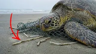 This Turtle Was Trapped in a Fishing Net for 2 Months&hellip; They Thought It Was Over