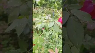 peacock 🦚 ki noise #shortsfeed #shorts #naturesvoice #shortsvideo #birds #relaxingsounds #flowers