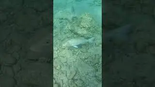 Reef Monarch 🌊🐟💫 Spangled Emperor on Patrol