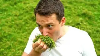 Does Your &lsquo;Matcha&rsquo; Taste Like Lawn Clippings