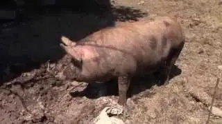 Bertha the PiG