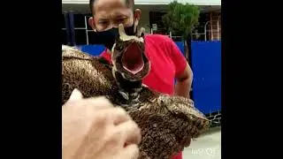 Manipur new bird found wow what is this