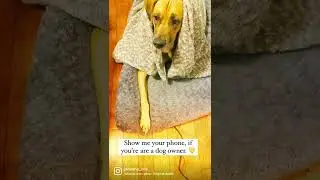 #youtubeshorts #newvideo  #dogfeatures #cutedog #viral
