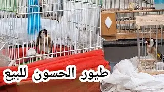 طيور الحسون جدور و قورع للبيع، تحياتي لجميع المتابعين الأوفياء فرجة ممتعة #birds #طيور #تغريد_حسون 