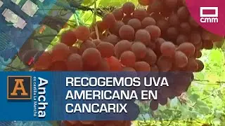 Recogemos uva americana 