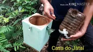 Transferência de abelha Borá pelo método de indução, (tetragona clavipes) nativa Brasileira